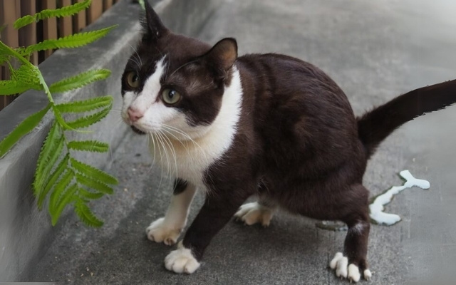 A Cat is peeing on the concrete floor